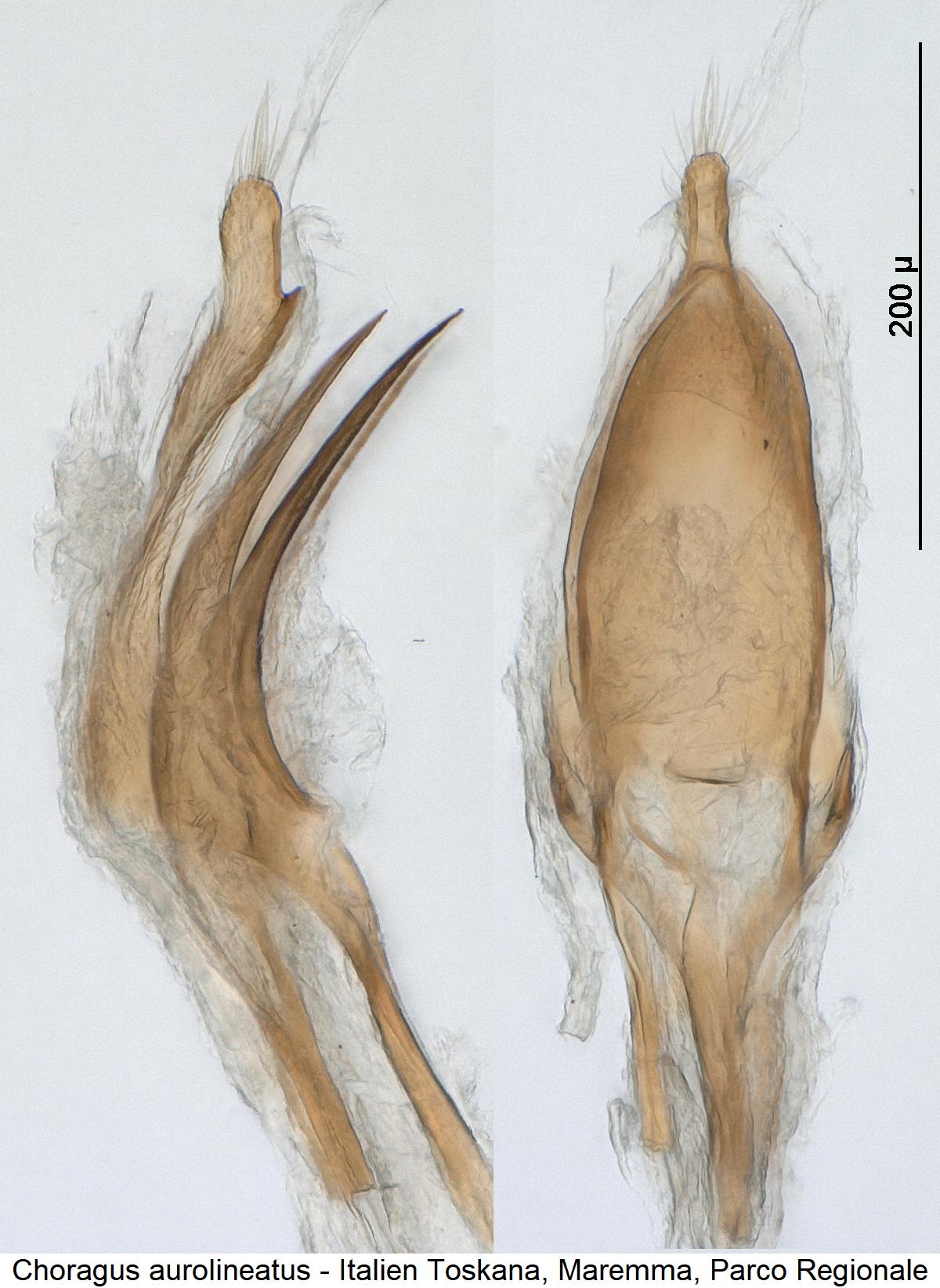 choragus_aurolineatus.jpg