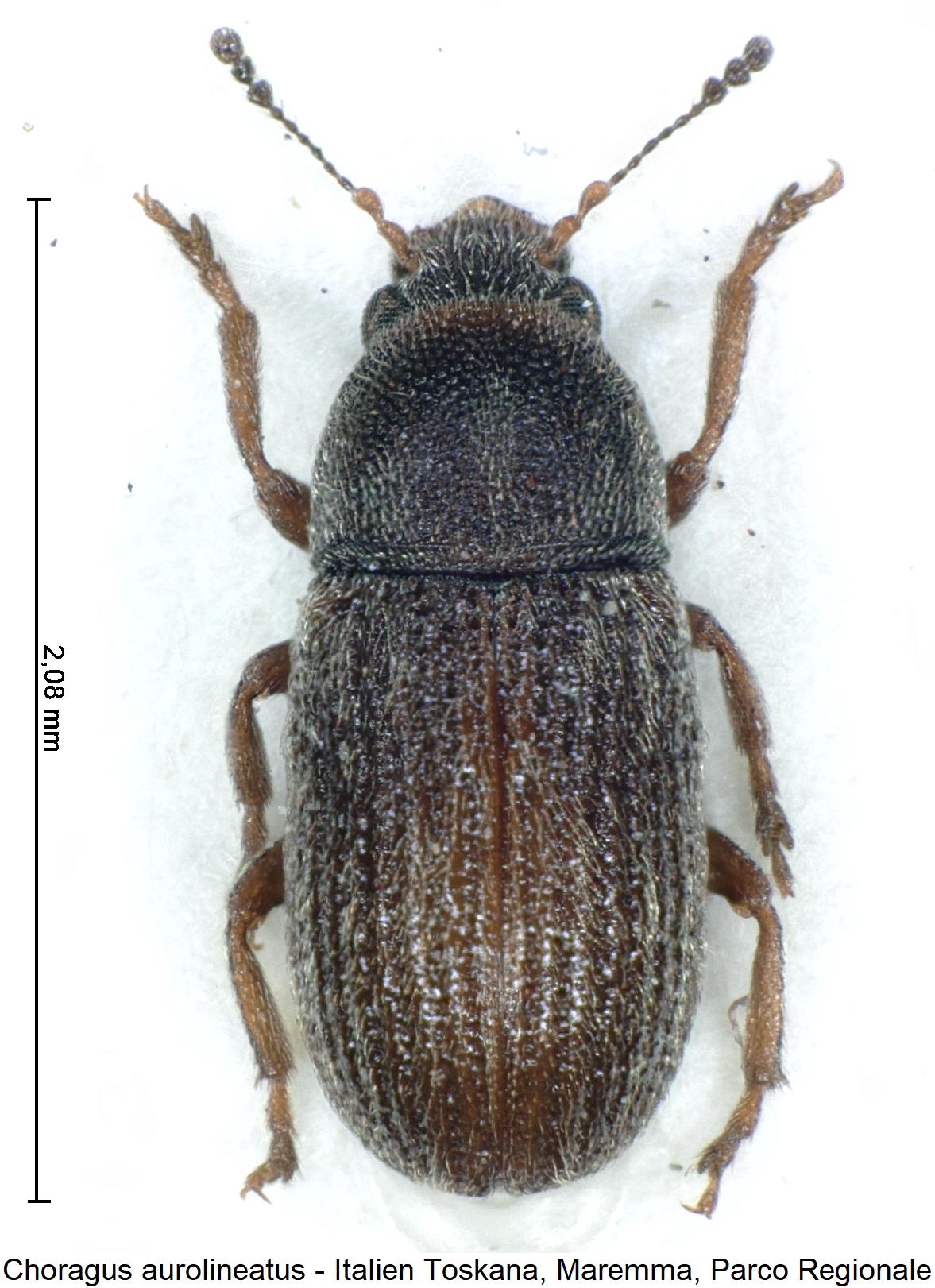 choragus_aurolineatus_hab.jpg