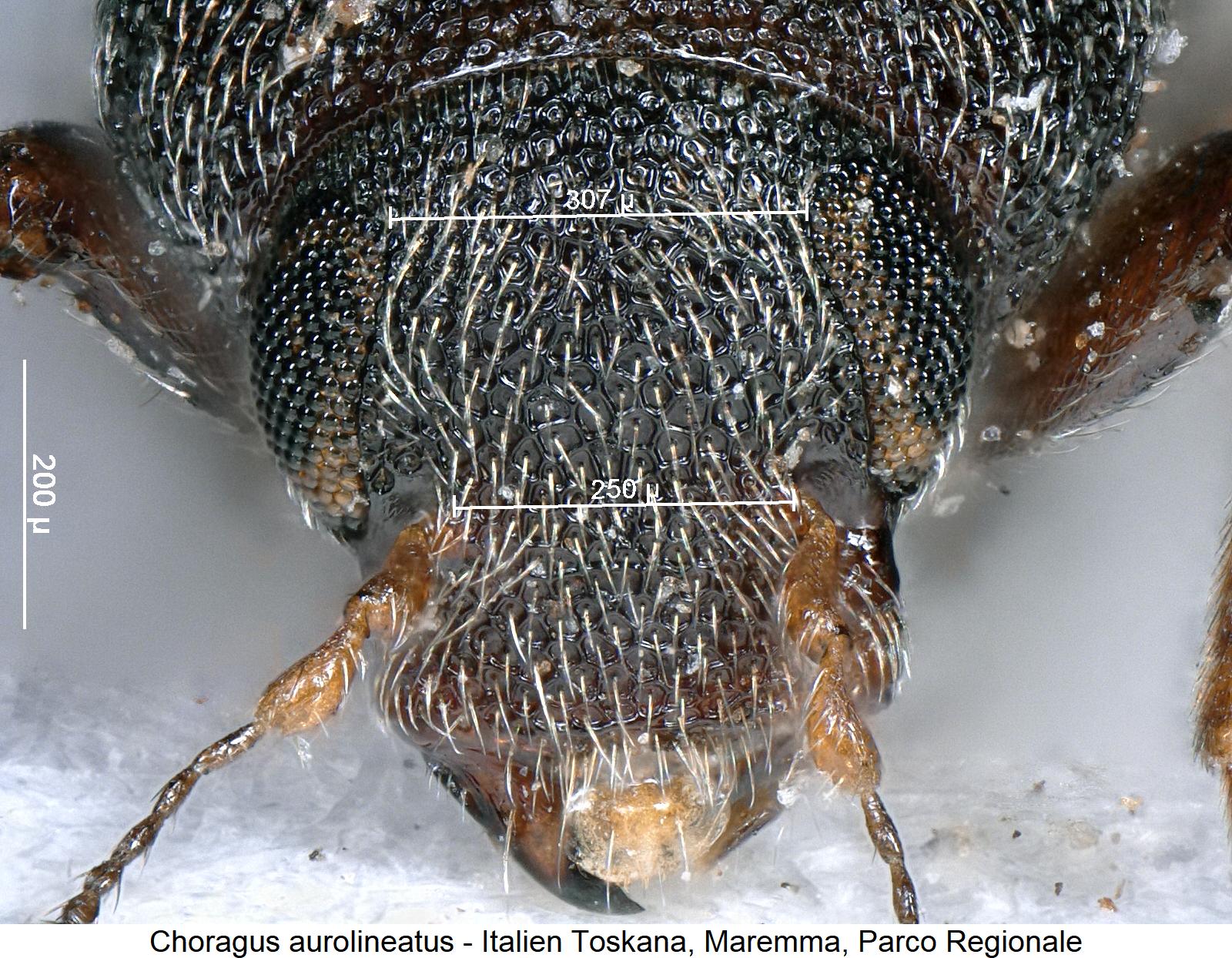 choragus_aurolineatus_k1.jpg