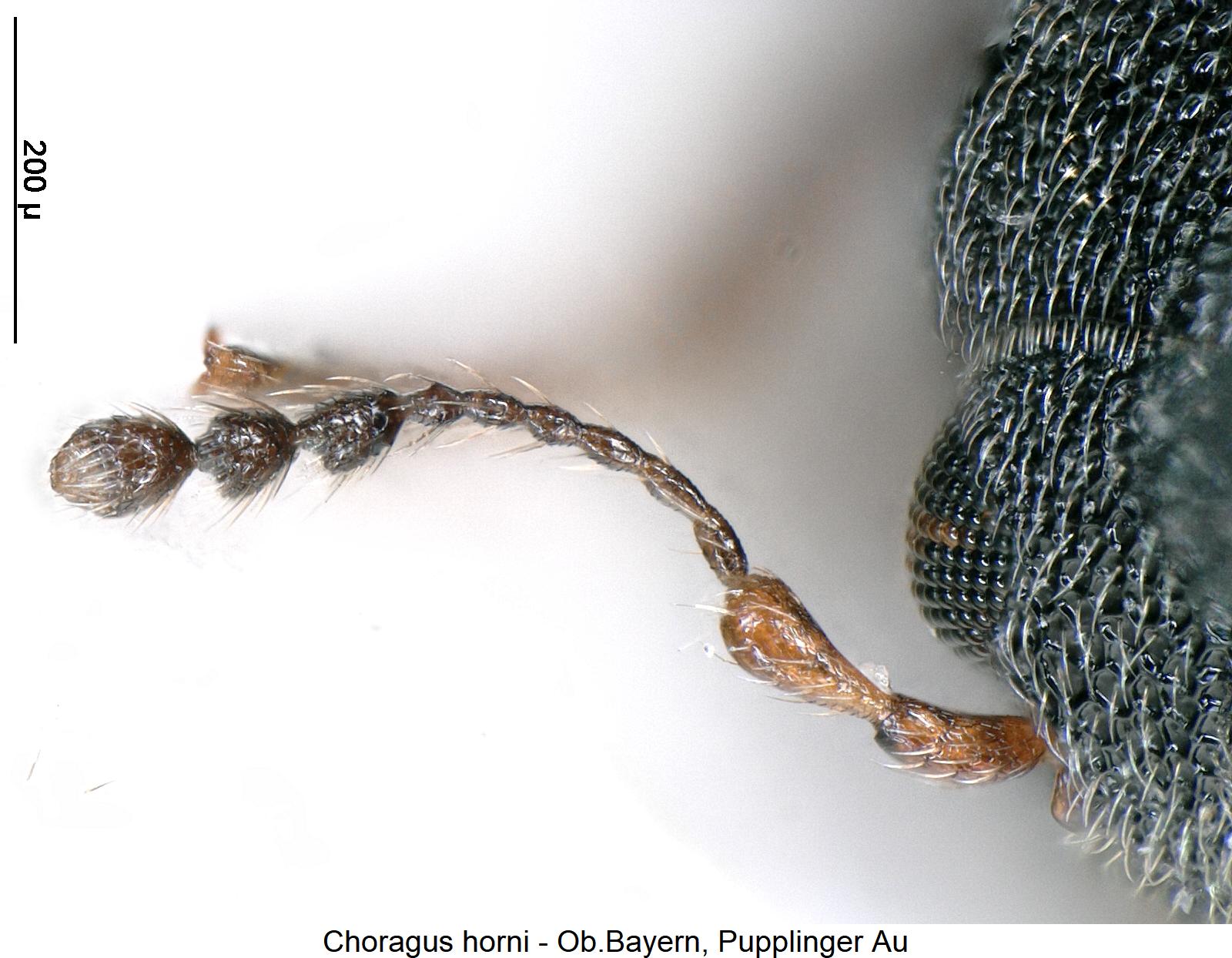 choragus_horni_f.jpg