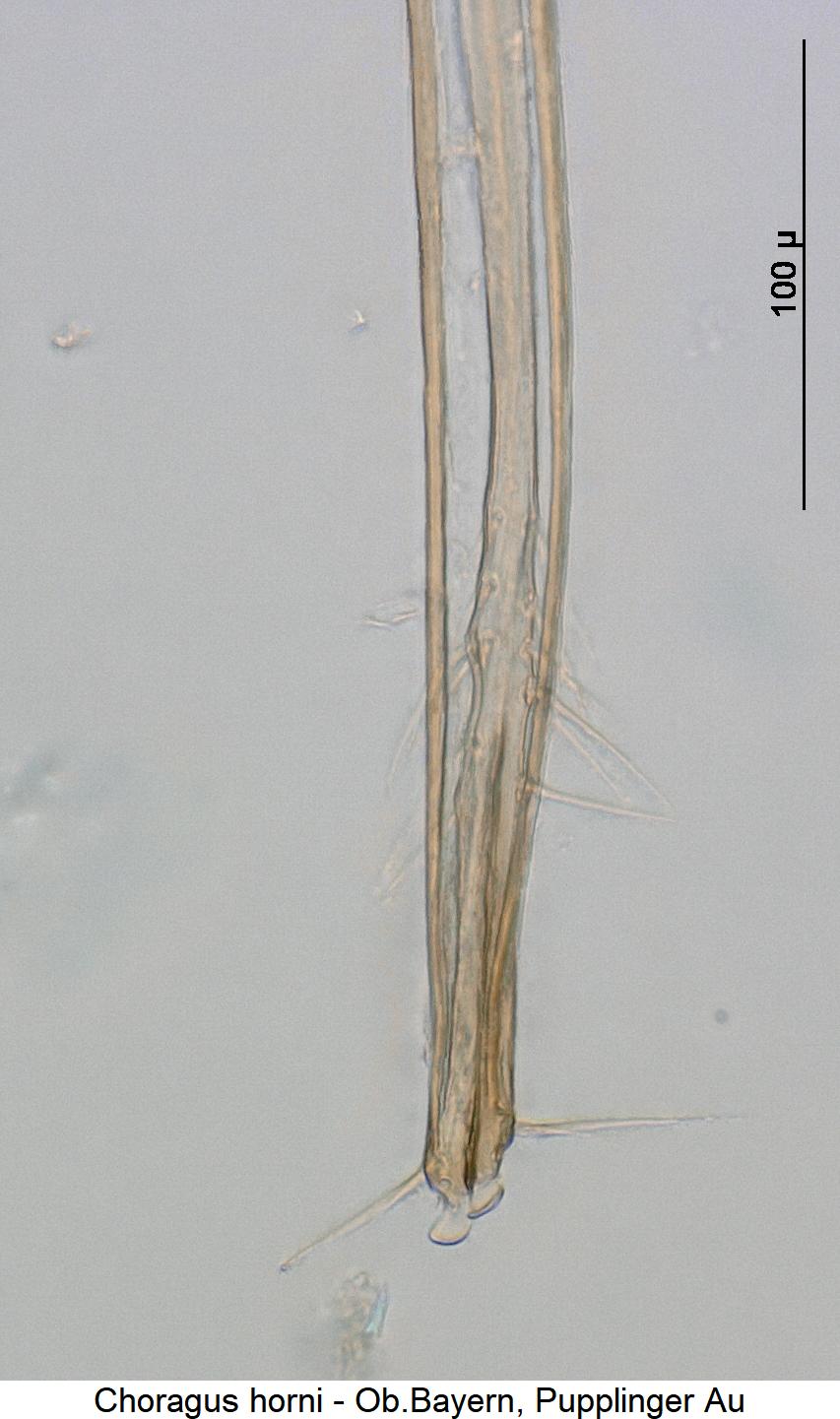 choragus_horni_ovi.jpg