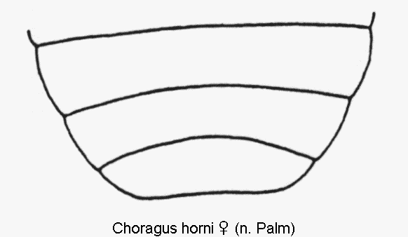 choragus_horni_w_abd.gif