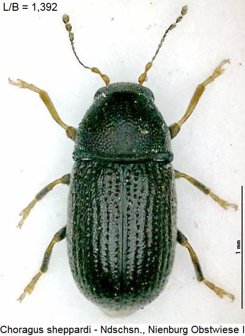 choragus_sheppardi_hab.jpg