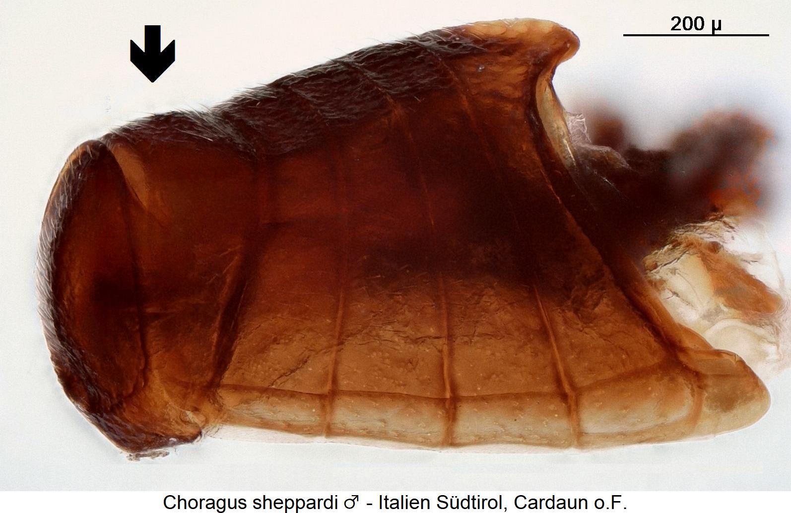 choragus_sheppardi_hlb.jpg