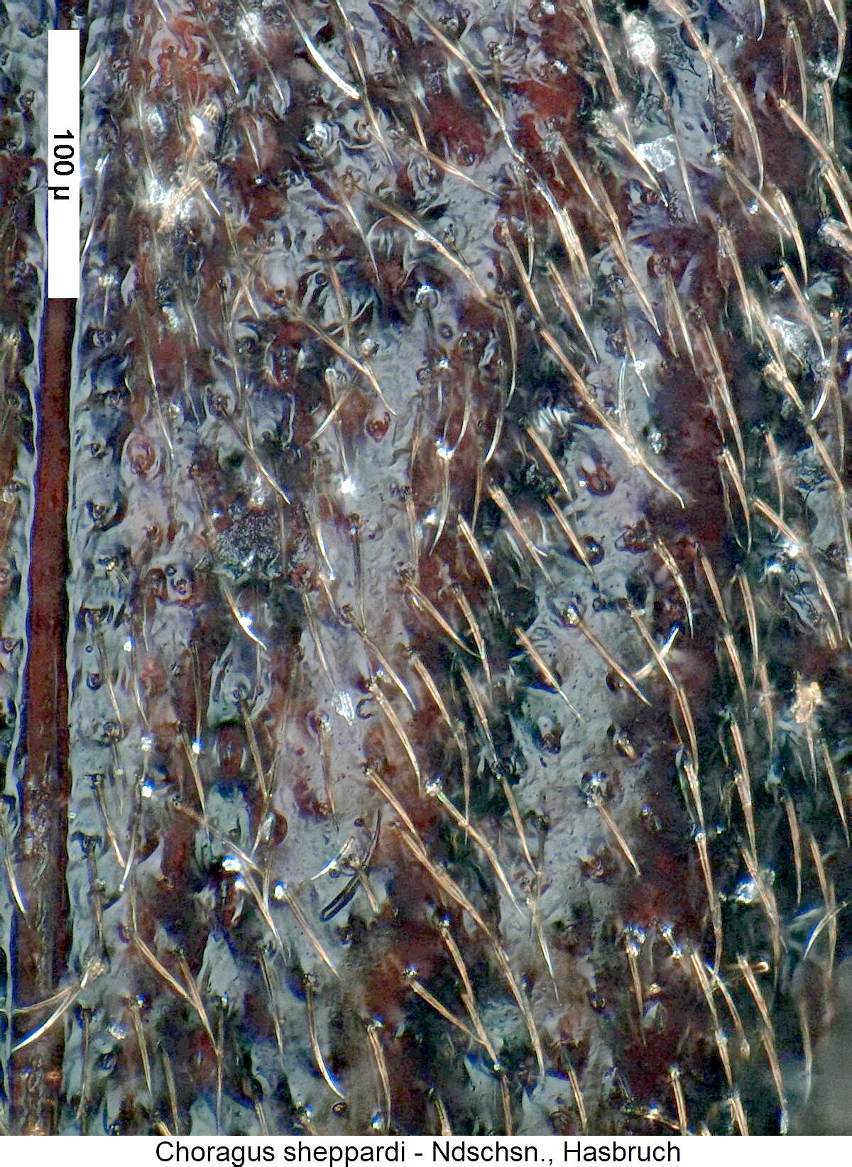 choragus_sheppardi_ms.jpg