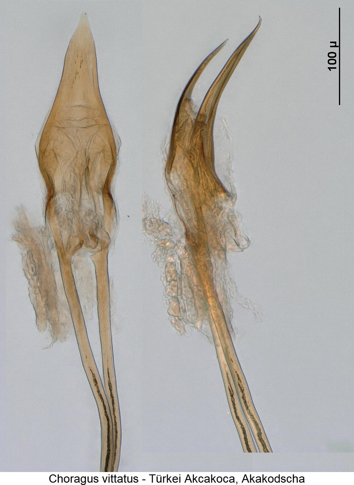 choragus_vittatus.jpg