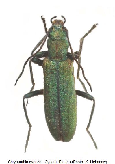 chrysanthia_cyprica_hab.jpg
