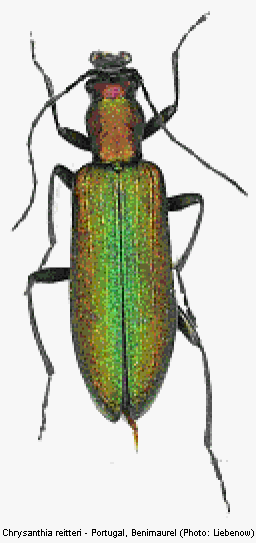 chrysanthia_reitteri_hab.gif