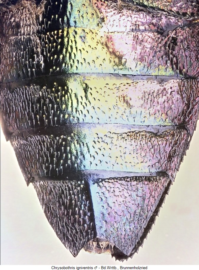chrysobothris_igniventris_us_m.jpg