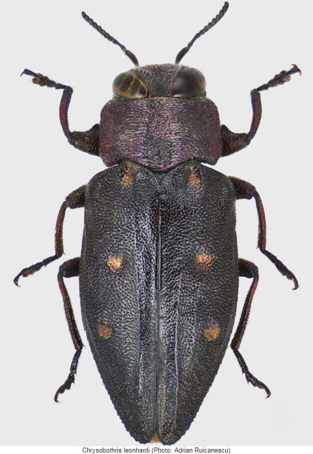 chrysobothris_leonhardi_hab.jpg