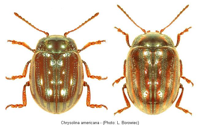 chrysolina_americana.jpg
