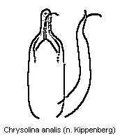 chrysolina_analis.gif