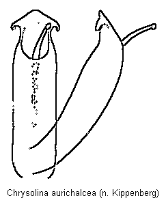 chrysolina_aurichalcea.gif
