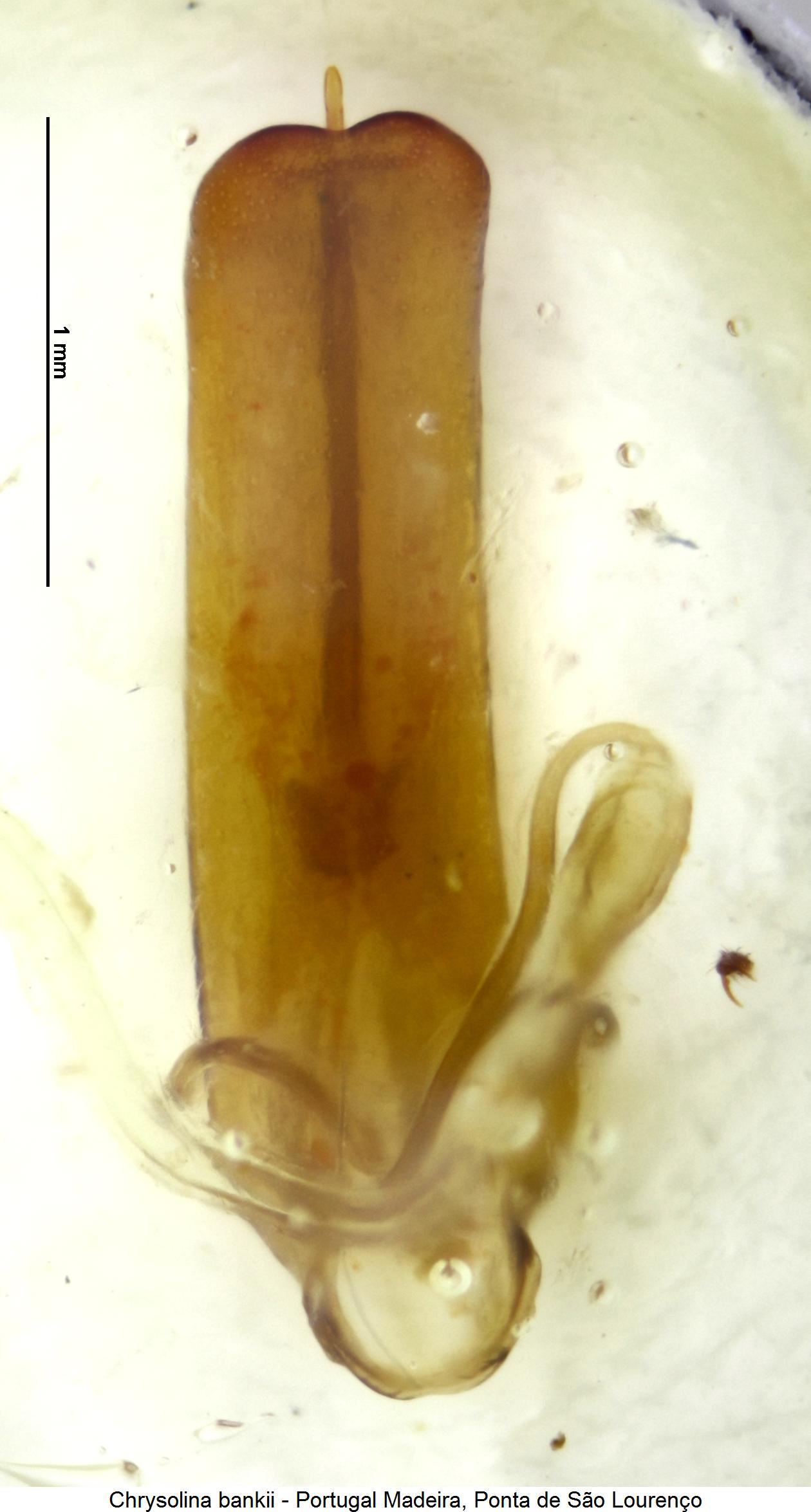 chrysolina_bankii.jpg