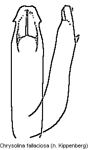 chrysolina_fallaciosa.gif