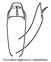 chrysolina_fuliginosa.gif