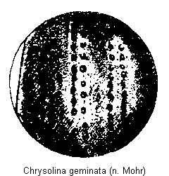 chrysolina_geminata_os.gif