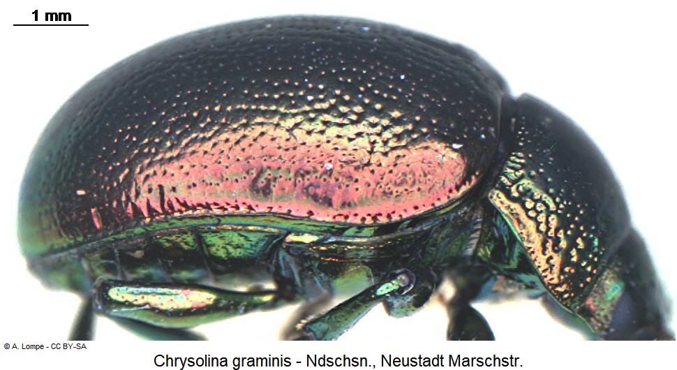 chrysolina_graminis_sa.jpg