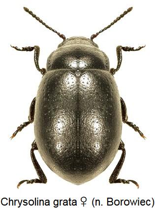 chrysolina_grata_female.jpg