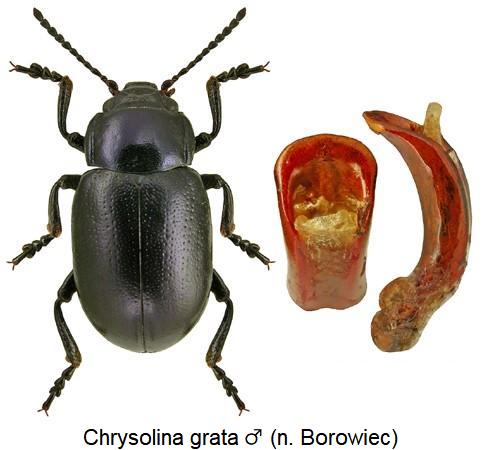 chrysolina_grata_male.jpg