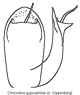 chrysolina_gypsophilae.gif