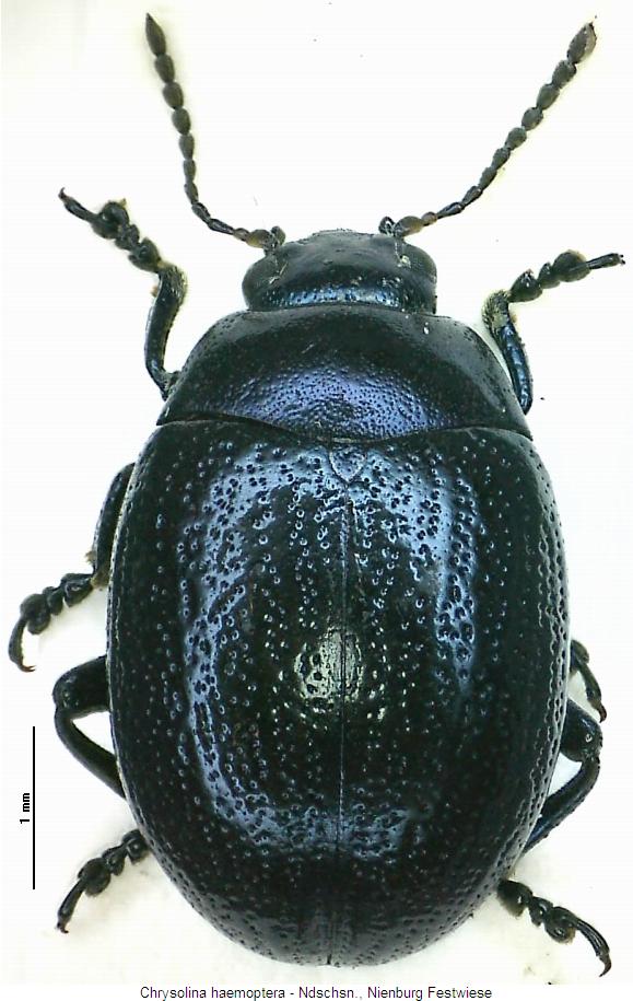 chrysolina_haemoptera_hab.jpg