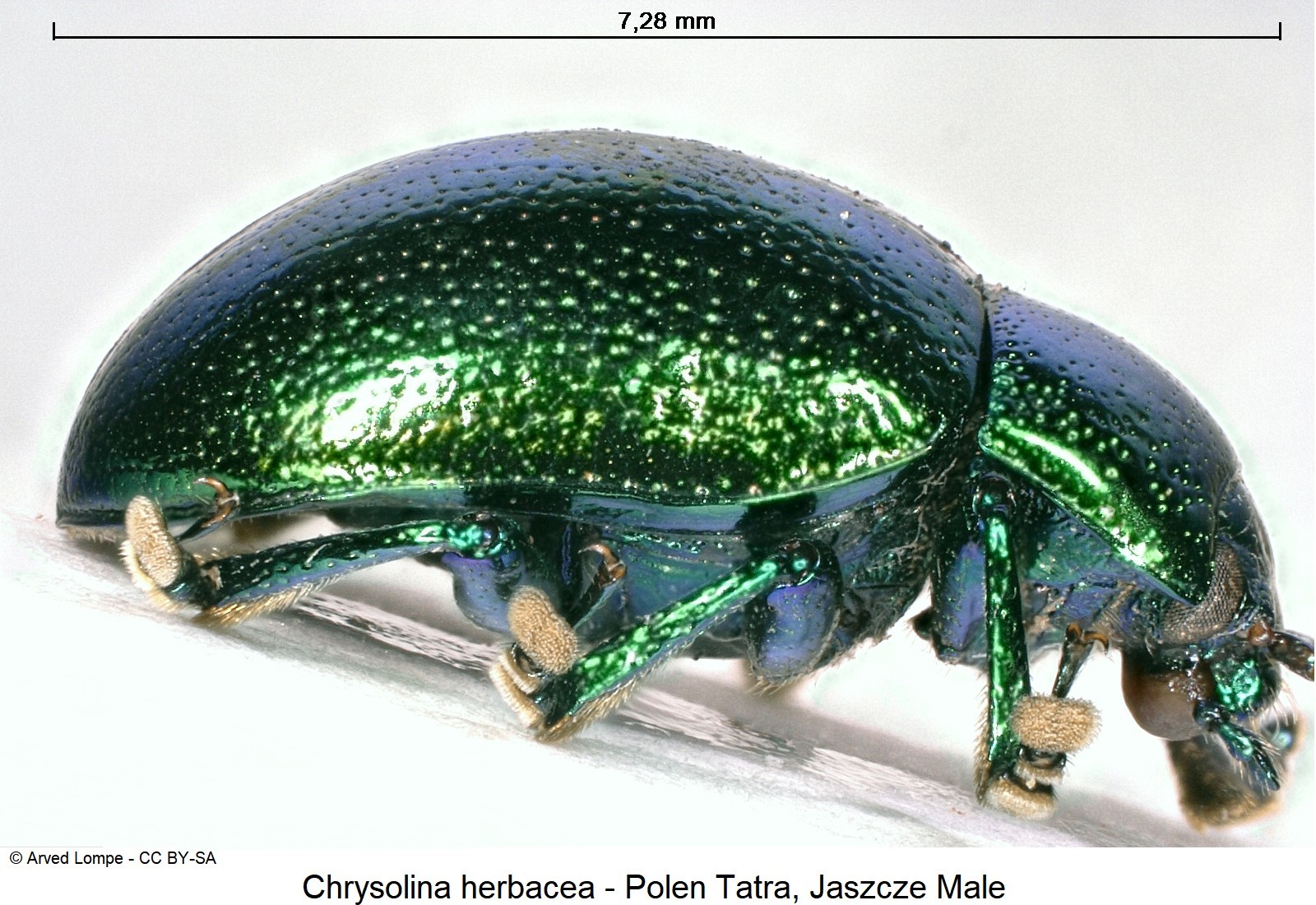 chrysolina_herbacea_ck33165262_sa.jpg