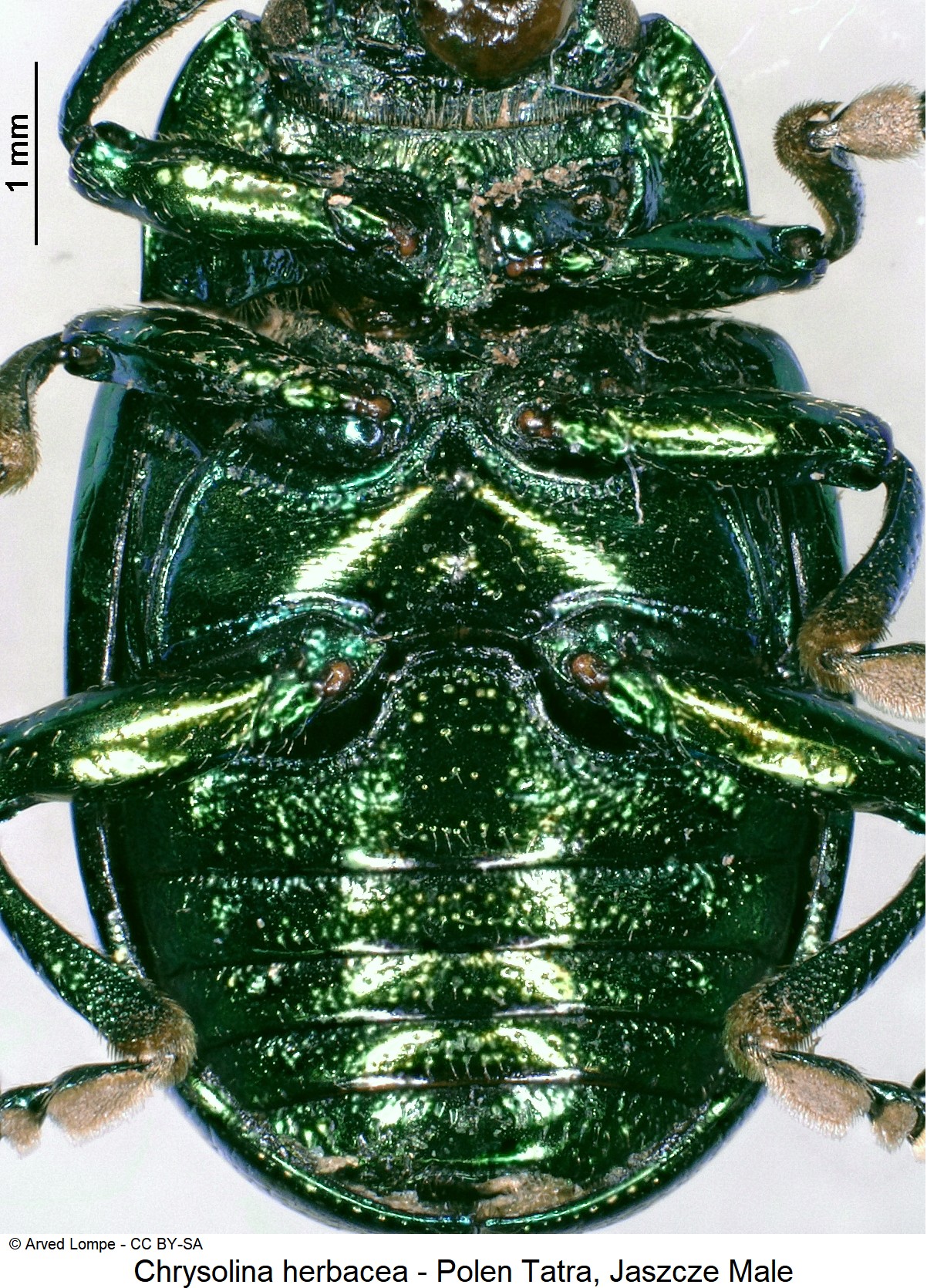 chrysolina_herbacea_ck33165262_us.jpg
