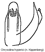 chrysolina_hyperici.gif