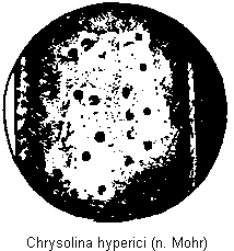 chrysolina_hyperici_os.gif