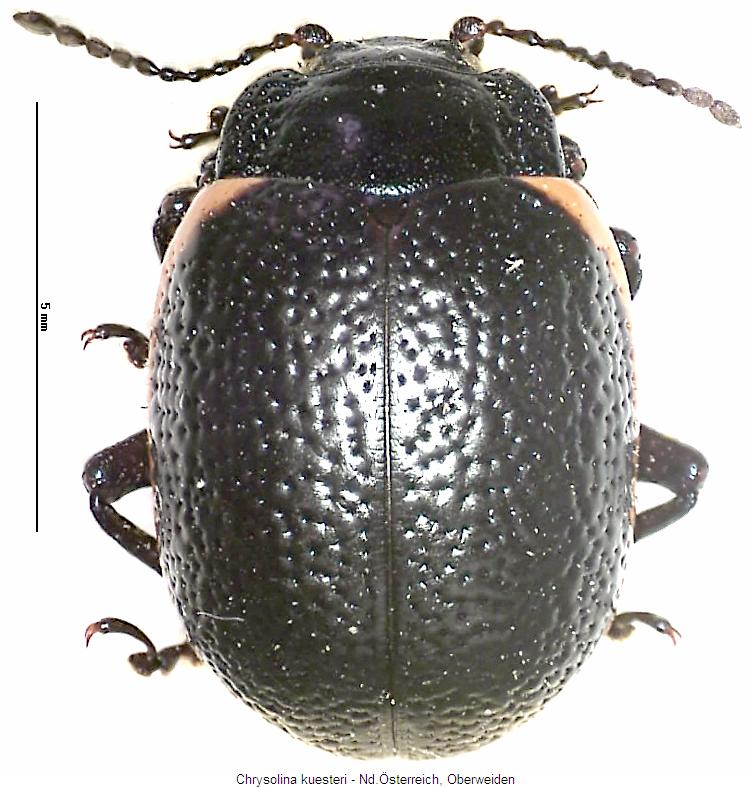 chrysolina_kuesteri_hab.jpg