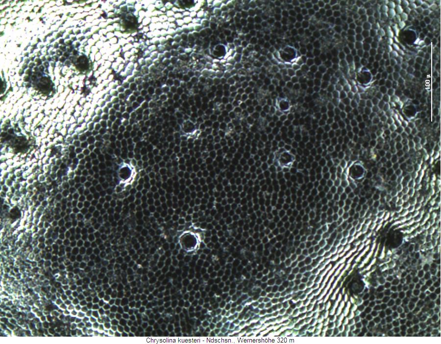 chrysolina_kuesteri_ms.jpg