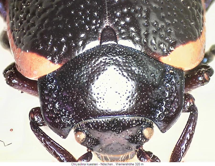 chrysolina_kuesteri_vk.jpg