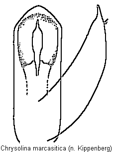 chrysolina_marcasitica.gif