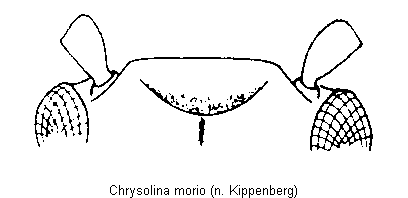 chrysolina_morio_k.gif