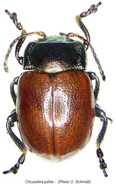 chrysolina_polita_hab.jpg