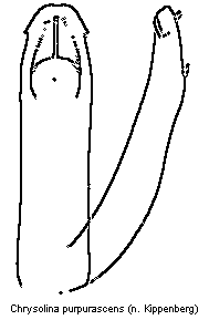 chrysolina_purpurascens.gif