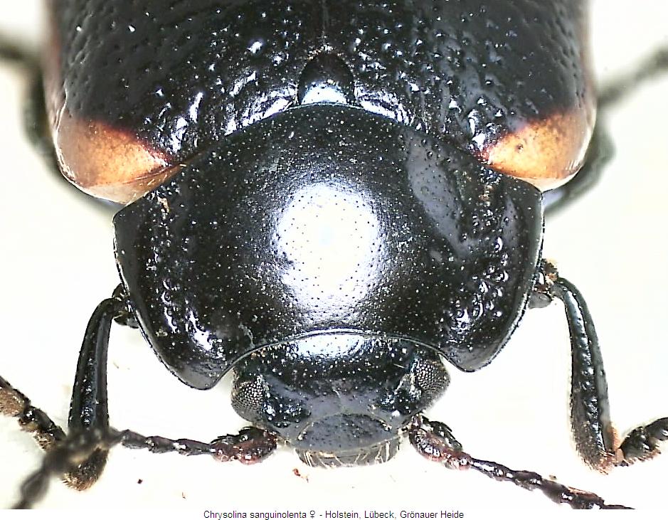 chrysolina_sanguinolenta_vk.jpg