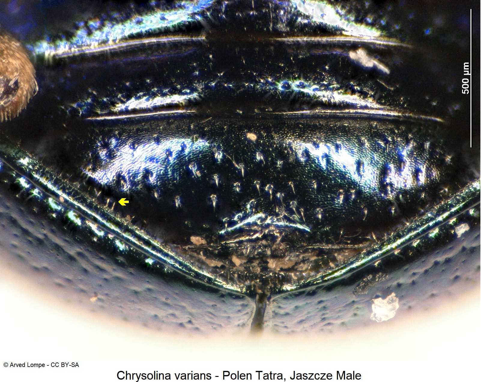 chrysolina_varians_ck33164535_srd.jpg
