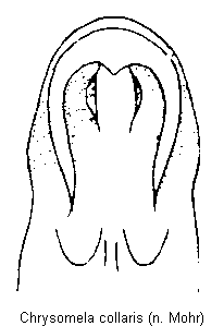chrysomela_collaris.gif