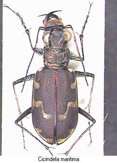 cicindela_maritima_hab.jpg