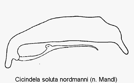 cicindela_nordmanni.gif