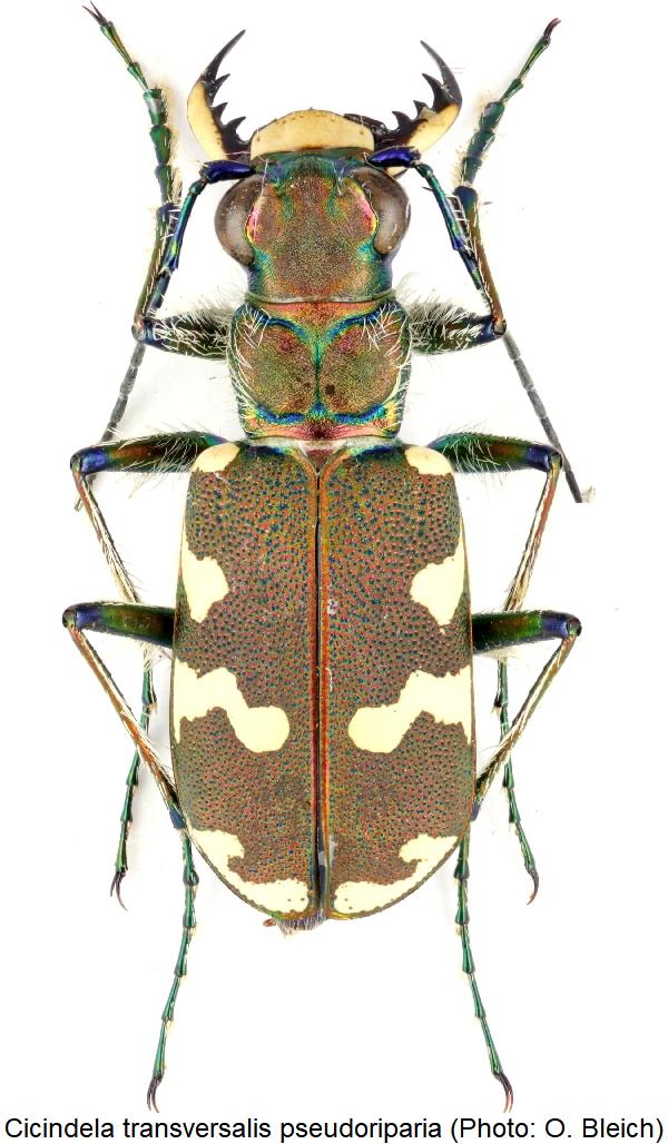cicindela_pseudoriparia_hab.jpg