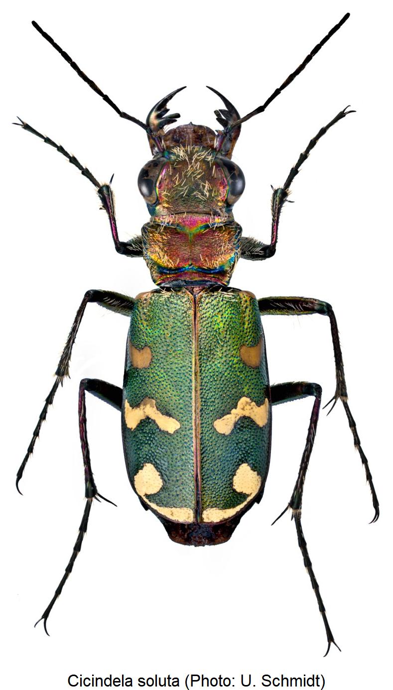 cicindela_soluta_hab1.jpg