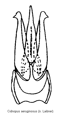 cidnopus_aeruginosus.gif