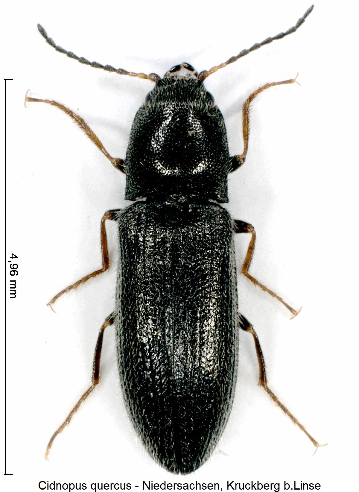 cidnopus_quercus_hab1.jpg