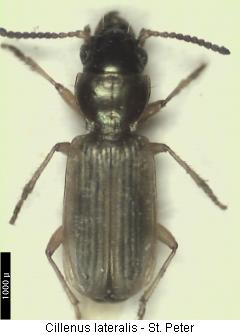 cillenus_lateralis_hab.jpg