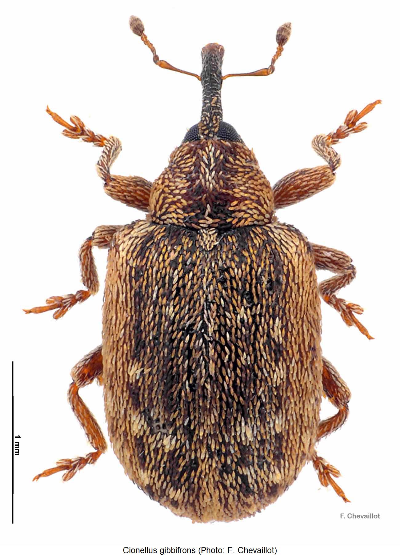 cionellus_gibbifrons_hab.jpg
