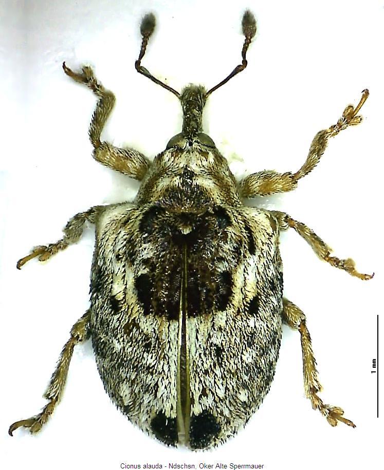 cionus_alauda_hab.jpg