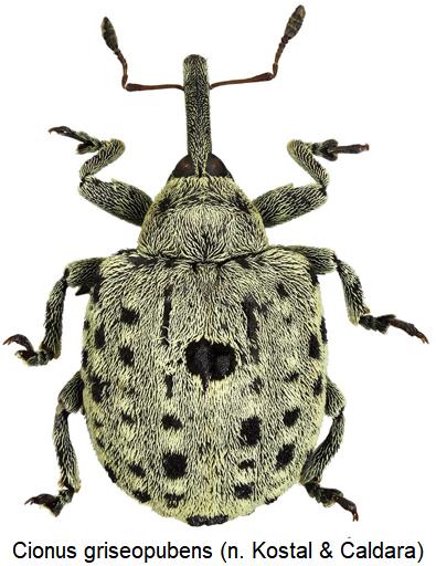 cionus_griseopubens_hab.jpg